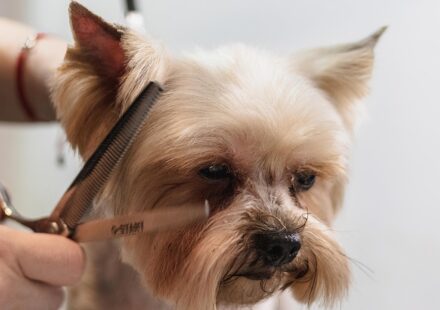 professional pet sitter with dog