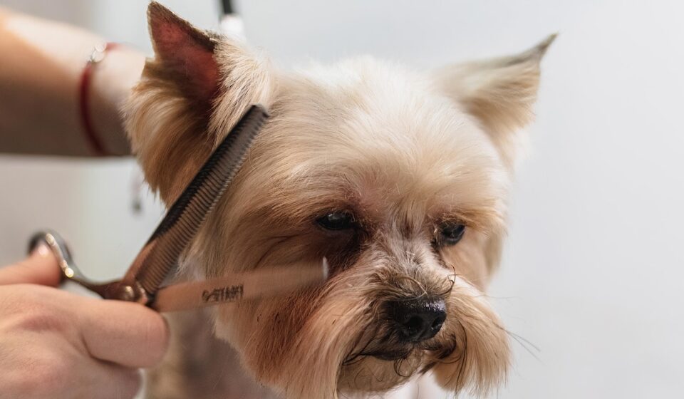 professional pet sitter with dog