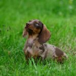 puppy breath