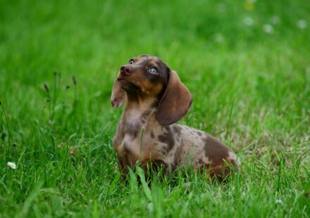 puppy breath