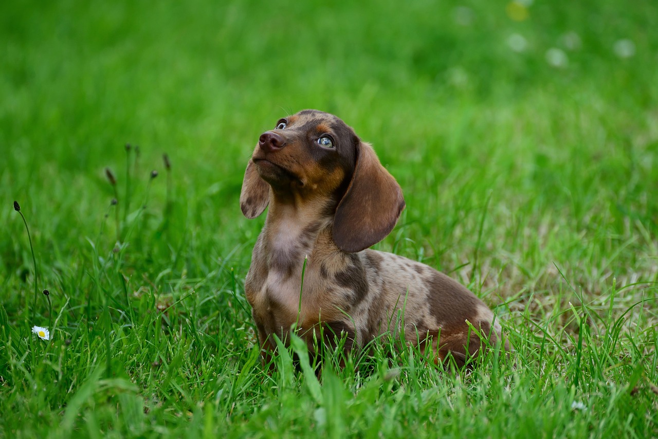 Puppy Breath: The Sweet Smell of New Beginnings