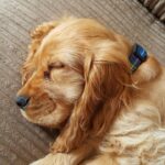 why is my puppy breathing so fast while sleeping