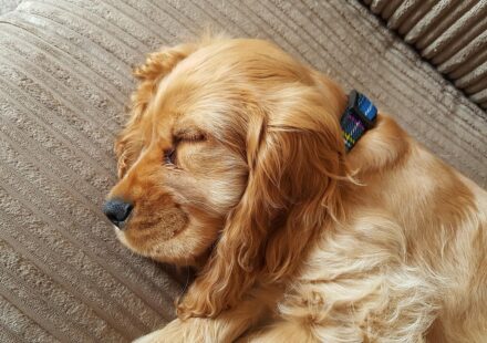 why is my puppy breathing so fast while sleeping