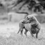 puppy dog breath