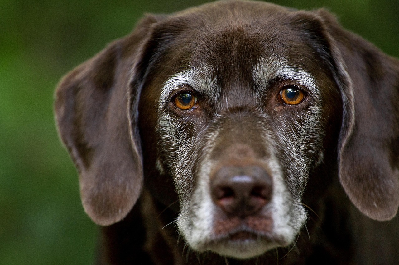 Puppy Dog Breath: Your Guide to Causes & Solutions