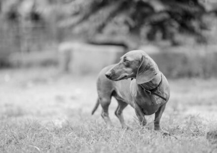 puppy dog breath