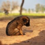 puppy pooping