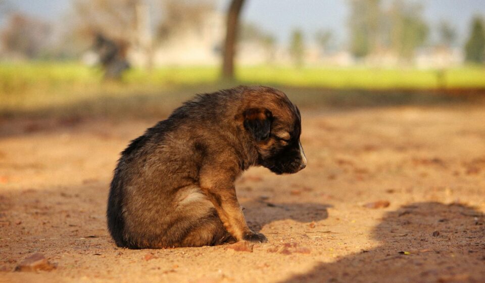 puppy pooping