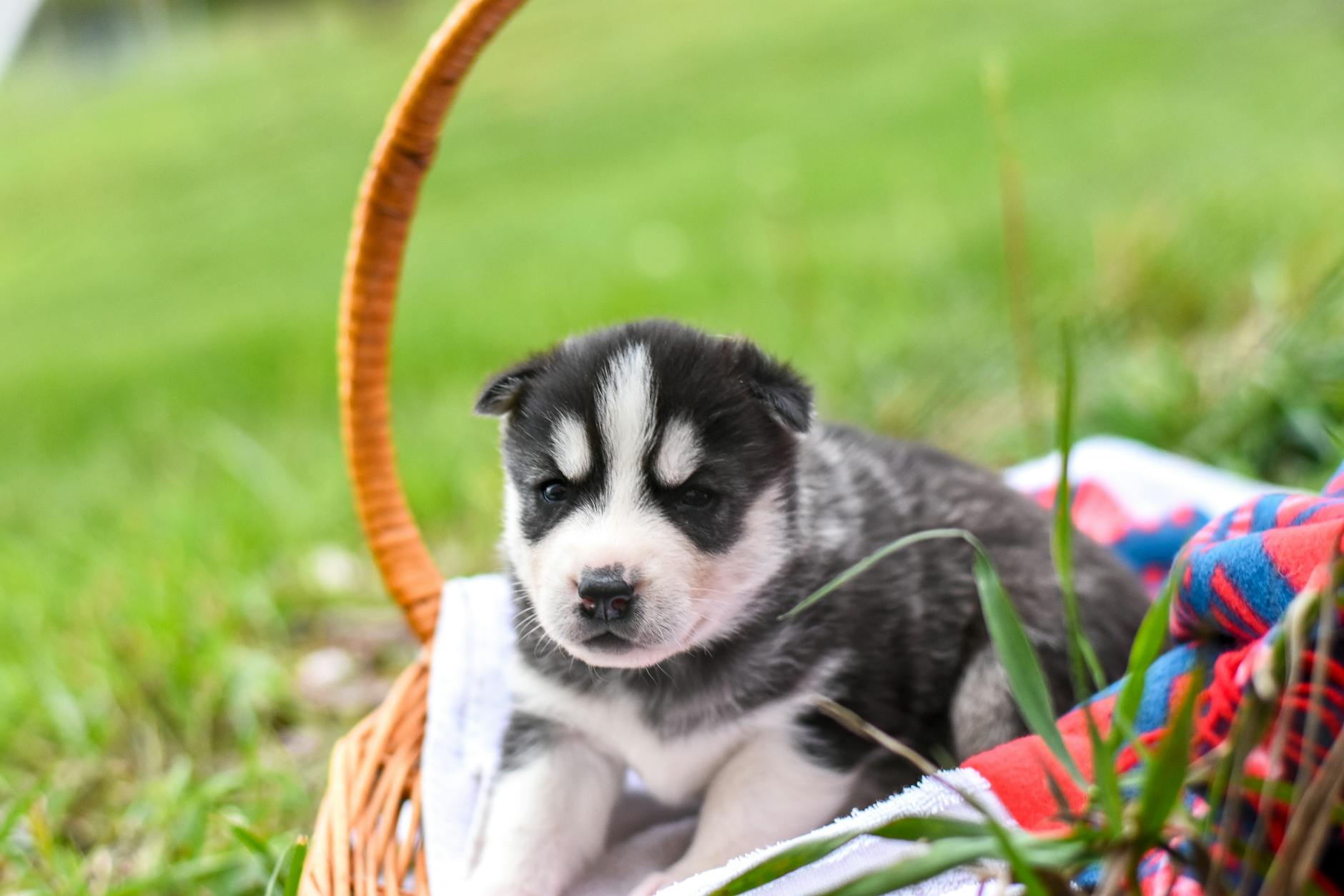 Puppy Dog Breath in 2026: Your Guide to Causes & Solutions