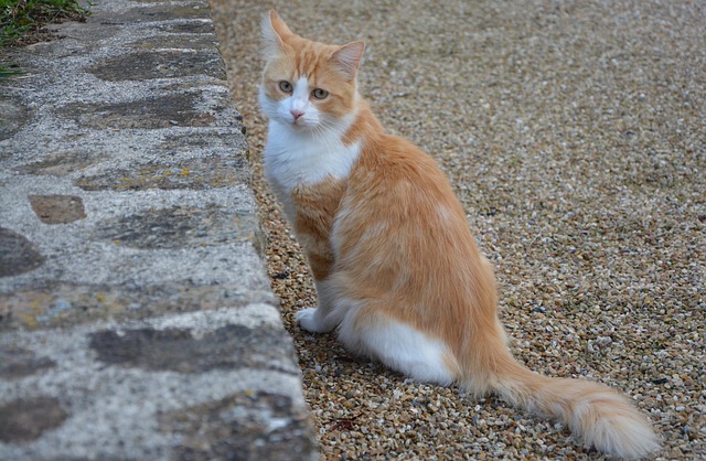 A red cat looking skeptical with a 'myth busted' graphic overlay