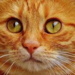red tabby cat
