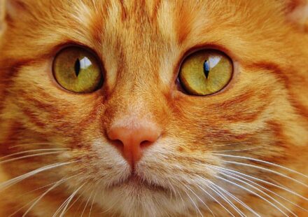 red tabby cat