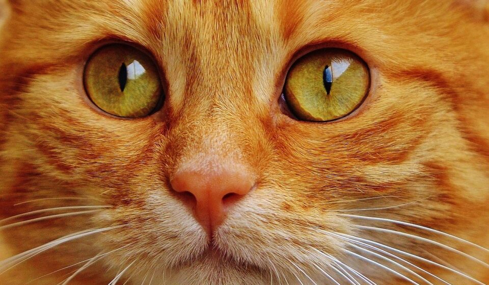 red tabby cat