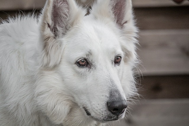 A regal King Shepherd dog posing for a portrait, showcasing its size and noble features (dog breed king shepherd)