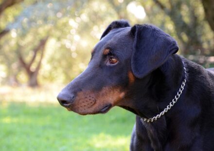 rottie doberman mix dog