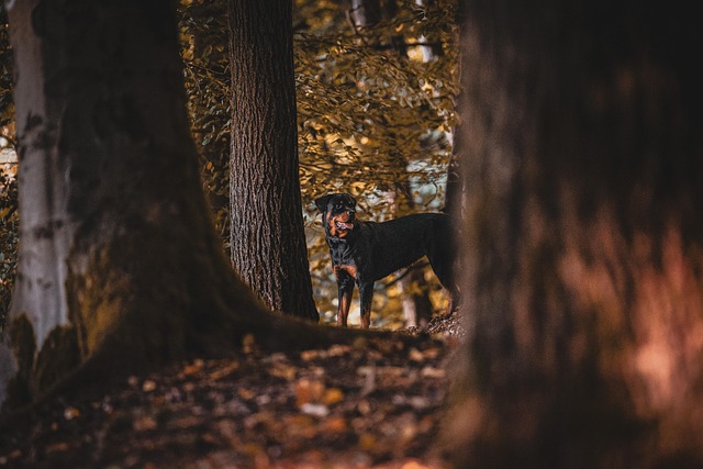 Rottweiler Doberman mix puppy playing fetch in a park