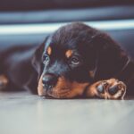 rottweiler doberman mix puppy playful