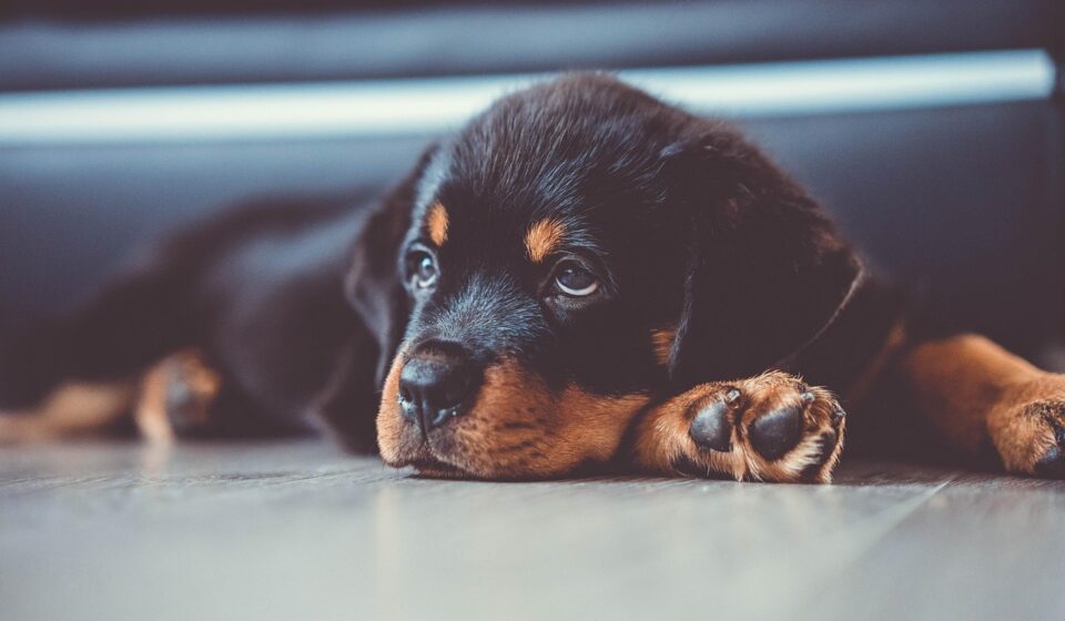 rottweiler doberman mix puppy playful