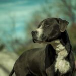 rottweiler pitbull mix dog