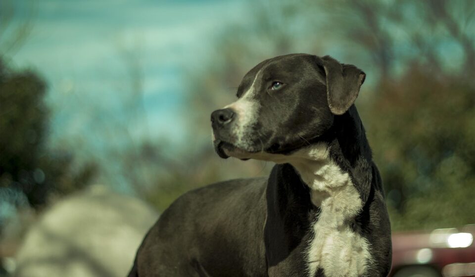 rottweiler pitbull mix dog