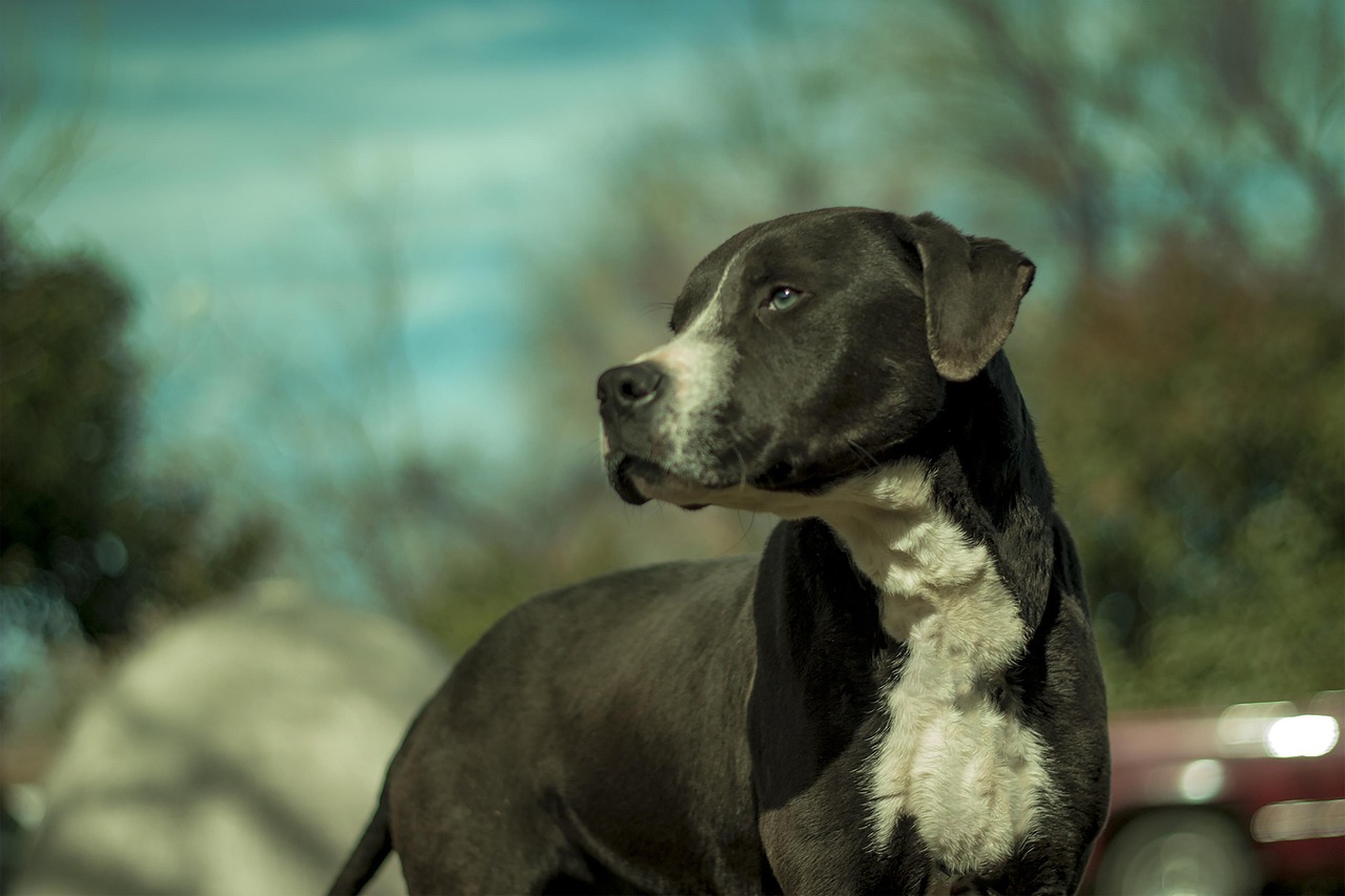 Rottweiler Mix Pitbull Dog: What to Expect