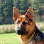 sable alsatian dog