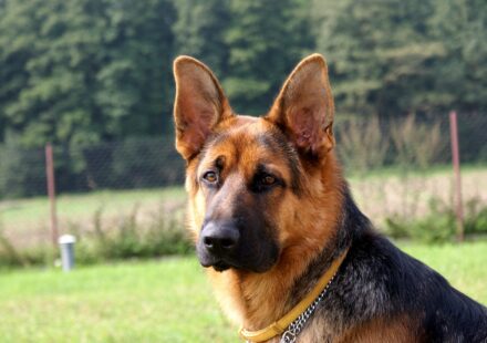sable alsatian dog
