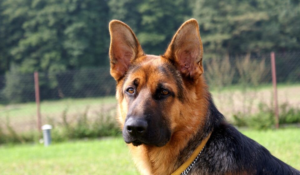 sable alsatian dog