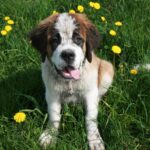 saint bernard breed dog