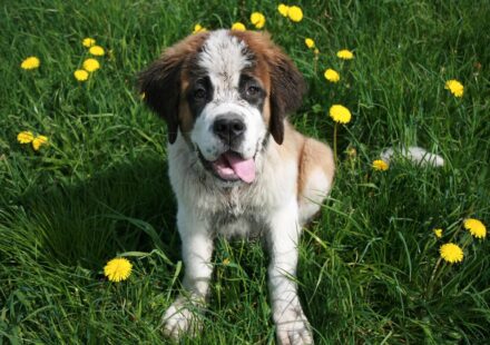 saint bernard breed dog