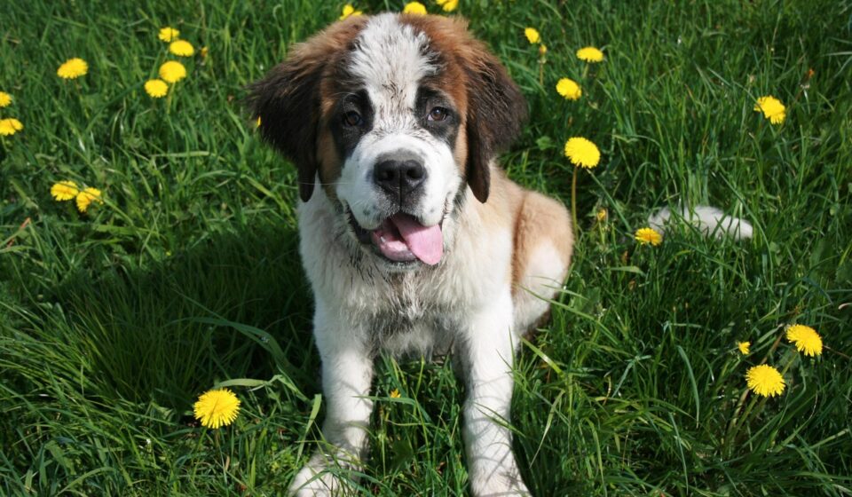 saint bernard breed dog