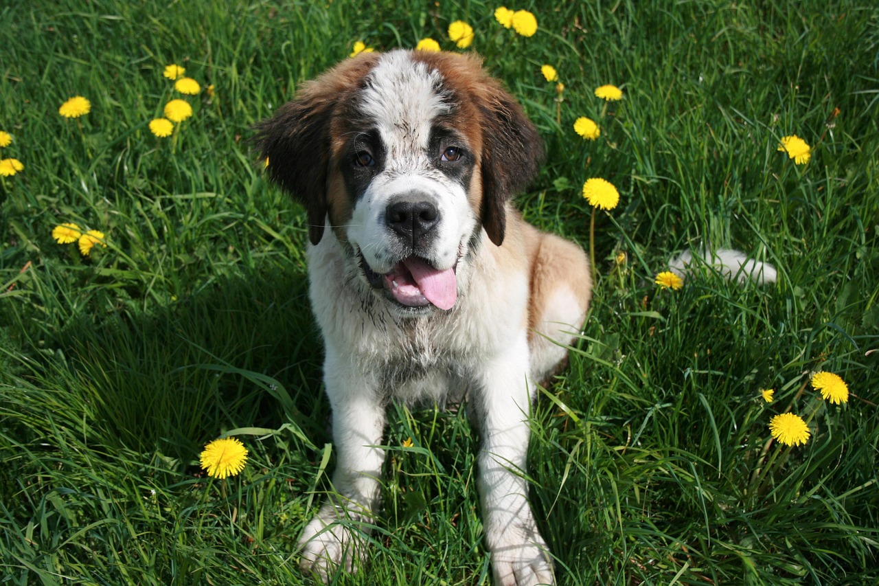 Saint Bernard Breed Dog: Gentle Giants of the Alps