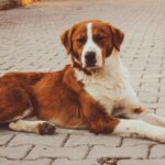 Saint Bernard dog