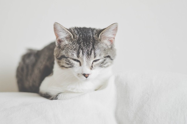 A senior cat lying down, looking a bit unwell.
