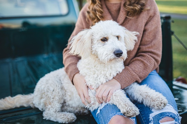 Senior dog with owner, both looking healthy and happy