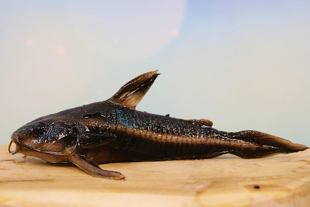 Sinking catfish pellets and bloodworms being offered to a pictus catfish in a dark aquarium.
