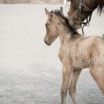 small hypoallergenic dog breeds