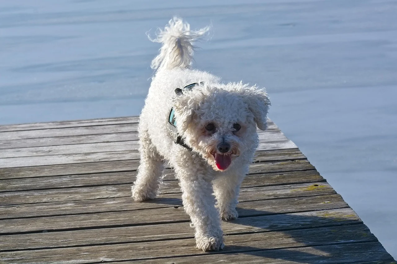 Small Hypoallergenic Dog Breeds: Your Guide