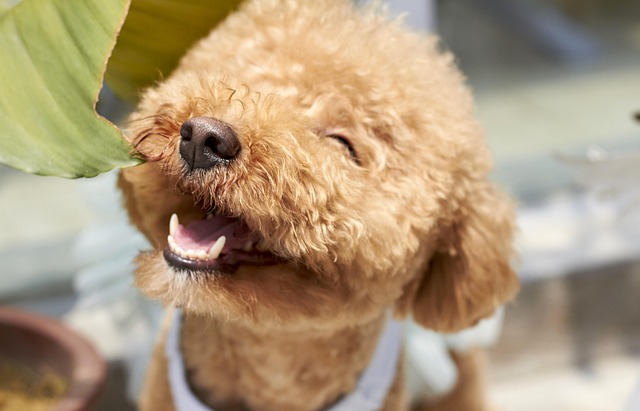variety of healthy dog treats