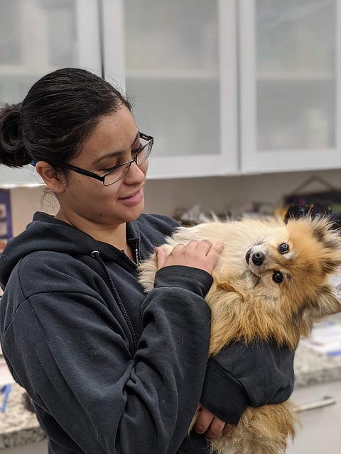 Veterinarian examining a dog's hips during a health check