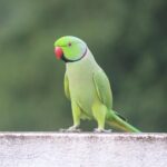 vibrant green parrot feather