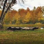 weallup lake wa dog walking service