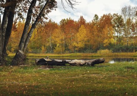 weallup lake wa dog walking service