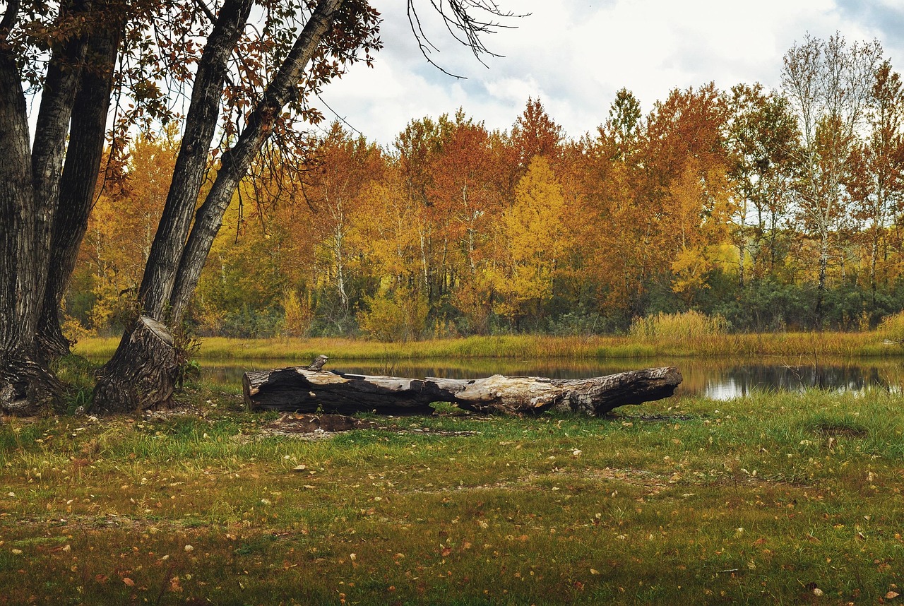 Weallup Lake WA Dog Walking: Your Guide to Services