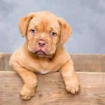weimarrott dog
