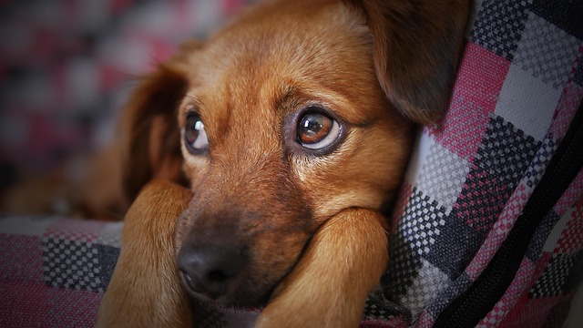A Weimarrott puppy looking confused while chewing on a shoe, illustrating a common mistake of insufficient training.