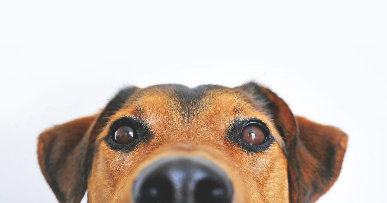Whale Eyes Dog: Understanding the Meaning and When to Worry