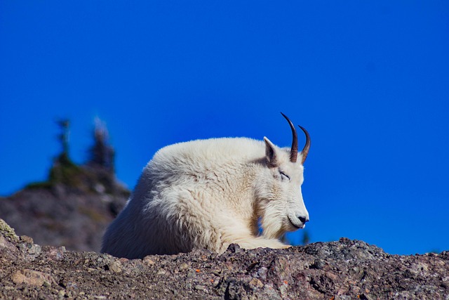 A white Angora goat with long, flowing mohair standing in a field