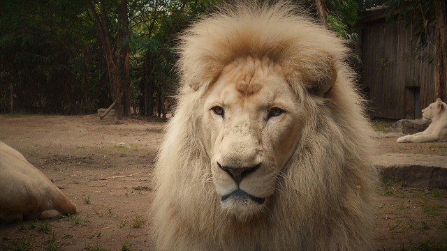 A white Lion's Mane rabbit with a particularly dense mane, sitting alertly. (lion's mane rabbit) (lion's mane rabbit) (lion's mane rabbit) (lion's mane rabbit) (lion's mane rabbit)
