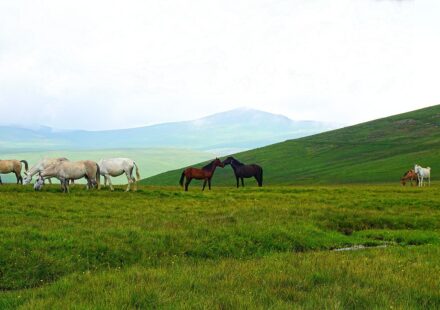 wild mustang horse herd